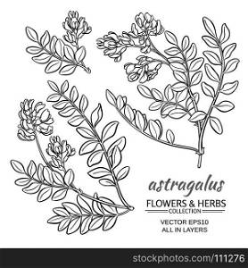astragalus vector set. astragalus plant vector set on white background