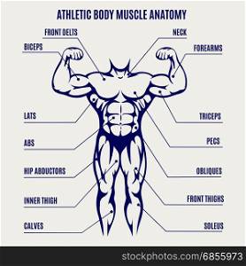 Athletic body ballpoint pen colors poster. Athletic body muscle anatomy ballpoint pen colors poster. Vector illustration
