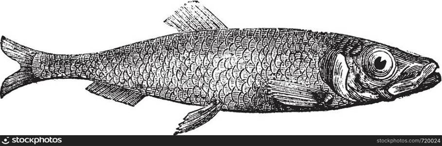 Atlantic herring of Europe (Clupea harengus) vintage engraving. Old engraved illustration of salted Atlantic herring.