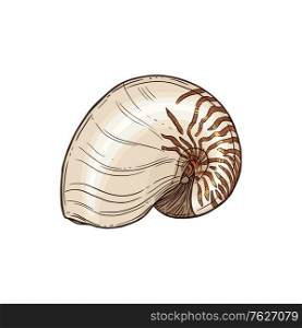Atlantic Natica collaria isolated collared moon snail sketch. Vector marine gastropod mollusk. Color moon snail isolated seashell Atlantic Natica