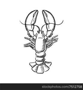 Atlantic ocean lobster with raised claws and big tail, for seafood theme menu in sketch style. Big atlantic lobster with raised claws
