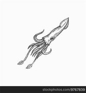 Atlantic squid animal isolated underwater mollusk hand drawn sketch icon. Vector hooked-squid, aquatic animal with elongated body and eight arms. Marine underwater character mascot, seafood product. Hooked squid isolated marine animal mollusk sketch