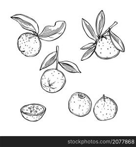 Australian fruits. Hand drawn Australian Round Lime (Citrus australis). Vector sketch illustration.. Australian Round Lime. Vector illustration.