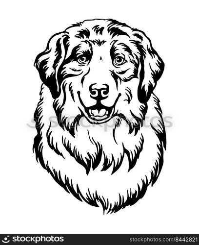 Australian Shepherd dog black contour portrait. Dog head in front view vector illustration isolated on white. For decor, design, print, poster, postcard, sticker, t-shirt, cricut,tattoo and embroidery. Australian Shepherd dog vector black contour portrait