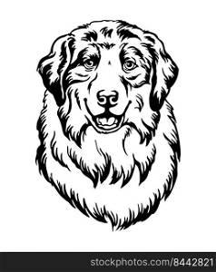 Australian Shepherd dog black contour portrait. Dog head in front view vector illustration isolated on white. For decor, design, print, poster, postcard, sticker, t-shirt, cricut,tattoo and embroidery. Australian Shepherd dog vector black contour portrait