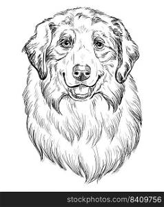 Australian Shepherd hand drawing dog vector isolated illustration on white background. Cute realistic funny dog looking into the camera. For print, design, T-shirt, sublimation, decor, coloring, card. Australian Shepherd hand drawing dog vector isolated illustration