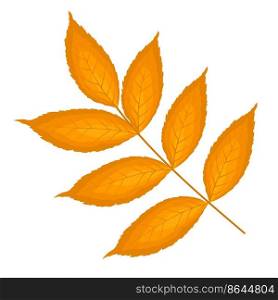Autumn ash-tree leaf. Fall leaf. Vector illustration.
