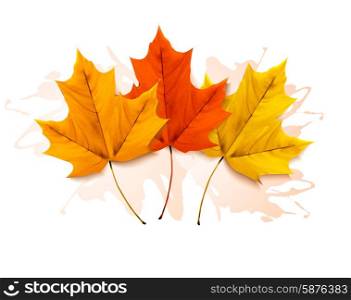 Autumn background with a three colorful leaves. Vector.