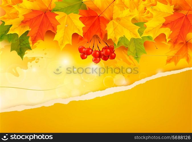 Autumn background with colorful leaves and ripped paper. Vector illustration.