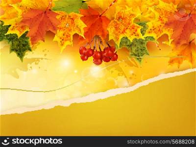 Autumn background with colorful leaves and ripped paper. Vector illustration.