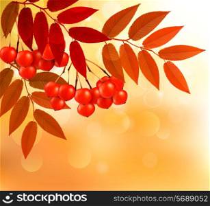 Autumn background with colorful leaves and rowan. Vector illustration