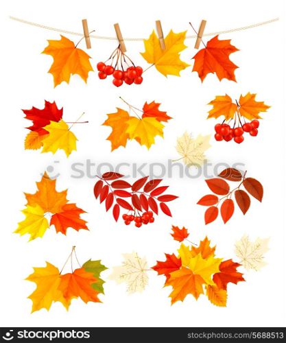 Autumn background with colorful leaves. Design elements. Vector illustration.