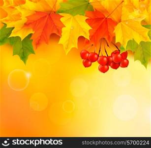 Autumn background with leaves and rowan. Back to school. Vector illustration.