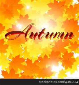 Autumn background with leaves. Back to school. Stock Vector illustration.