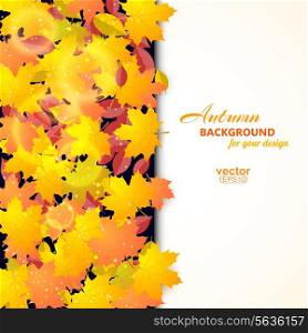 Autumn background with maple and other leaves and field for text. Vector illustration.