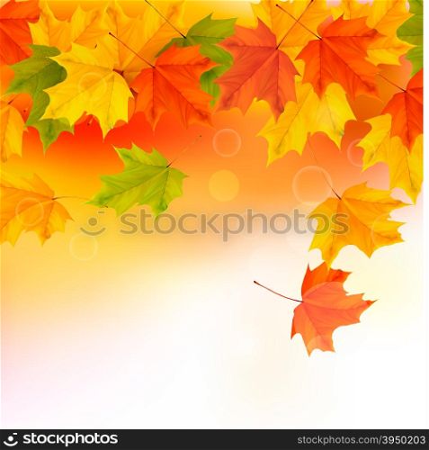 Autumn background with yellow leaves. Back to school. Vector illustration.