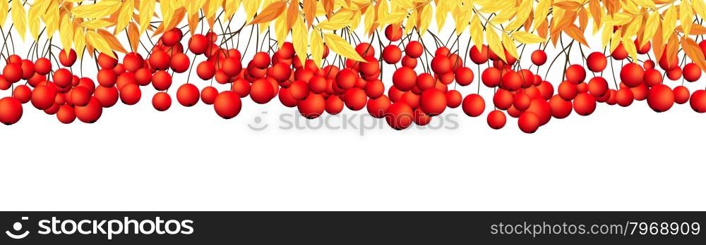 Autumn Banner With Rowan Leaves and Berries Over White Background. Elegant Design with Ideal Balanced Colors. Vector Illustration.