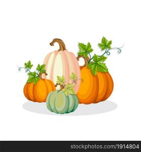 Autumn bright pumpkins, large and small, with leaves on a white background, vector