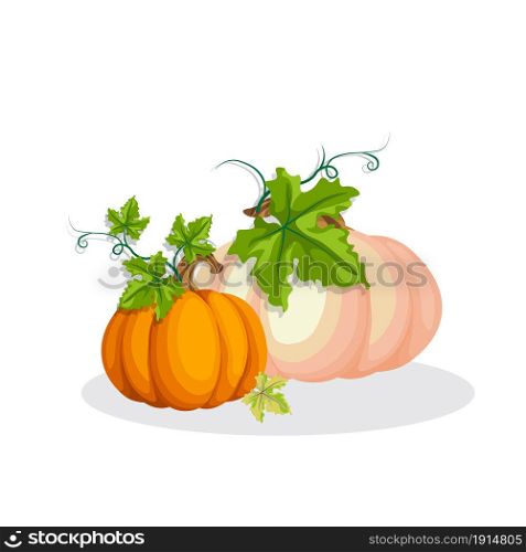 Autumn bright pumpkins, large and small, with leaves on a white background, vector