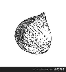 autumn chestnut hand drawn. nature fruit, chestnut food, season nut autumn chestnut vector sketch. isolated black illustration. autumn chestnut sketch hand drawn vector