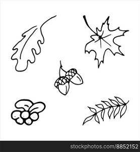 Autumn coloring page leaves, acorns, berries. Doodle style. Isolated Vector Illustration. Elements for coloring, printing, design illustrations in the style of outline. Autumn coloring page leaves, acorns, berries. Doodle style. Isolated Vector Illustration