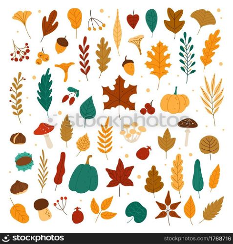 Autumn elements. Leaves, acorns, chestnuts, berries, pumpkins, mushrooms. Fall forest foliage and autumnal elements hand drawn vector set. Colorful dried fallen plants, organic herbarium. Autumn elements. Leaves, acorns, chestnuts, berries, pumpkins, mushrooms. Fall forest foliage and autumnal elements hand drawn vector set