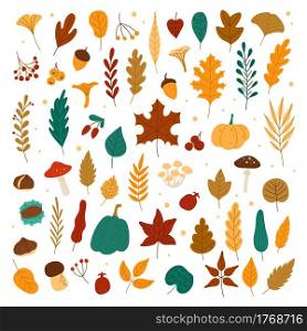 Autumn elements. Leaves, acorns, chestnuts, berries, pumpkins, mushrooms. Fall forest foliage and autumnal elements hand drawn vector set. Colorful dried fallen plants, organic herbarium. Autumn elements. Leaves, acorns, chestnuts, berries, pumpkins, mushrooms. Fall forest foliage and autumnal elements hand drawn vector set