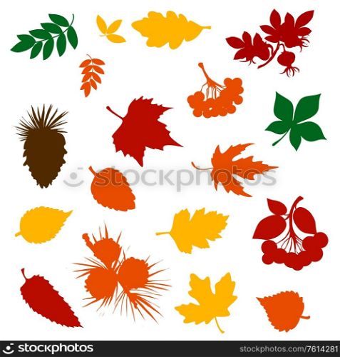 Autumn fallen leaf colour silhouettes with forest tree fruits, berries and pinecones. Fall nature season vector design of maple foliage, chestnut and birch, rowan, viburnum, briar and pine branches. Autumn leaf, rowan berry and pinecone silhouettes