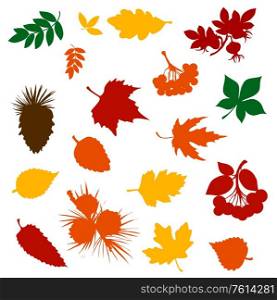 Autumn fallen leaf colour silhouettes with forest tree fruits, berries and pinecones. Fall nature season vector design of maple foliage, chestnut and birch, rowan, viburnum, briar and pine branches. Autumn leaf, rowan berry and pinecone silhouettes