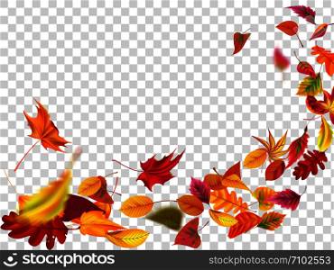 Autumn falling leaves. Leaf fall, wind rises autumnal foliage and yellow leaves. Maple tree gold fall, september autumn golden leaf trees border for school isolated vector illustration. Autumn falling leaves. Leaf fall, wind rises autumnal foliage and yellow leaves isolated vector illustration