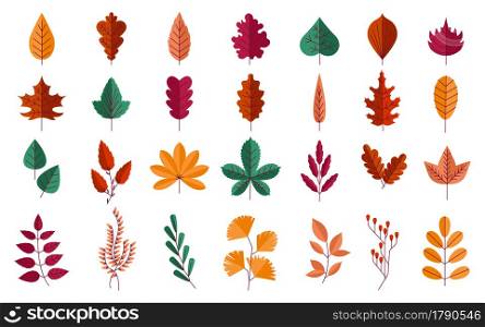 Autumn foliage. Forest red and yellow leaves of maple or oak. Orange chestnut trees. Isolated fall season botanical graphic elements. Decorative cartoon plant parts collection. Vector nature set. Autumn foliage. Forest red and yellow leaves of maple or oak. Orange chestnut trees. Fall season botanical graphic elements. Decorative cartoon plants collection. Vector nature set