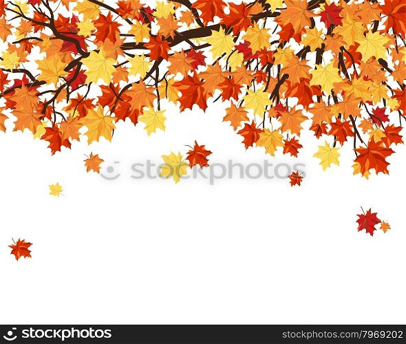 Autumn Frame With Maple Tree Branches and Leaves Over White Background. Elegant Design with Text Space and Ideal Balanced Colors. Vector Illustration.