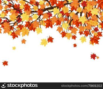 Autumn Frame With Maple Tree Branches and Leaves Over White Background. Elegant Design with Text Space and Ideal Balanced Colors. Vector Illustration.