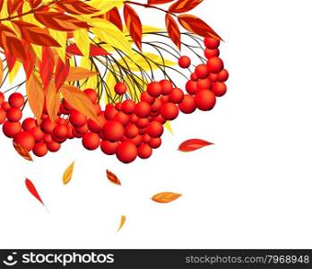 Autumn Frame With Rowan Leaves and Berries Over White Background. Elegant Design with Text Space and Ideal Balanced Colors. Vector Illustration.