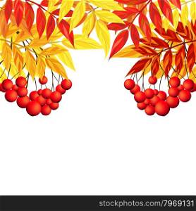 Autumn Frame With Rowan Leaves and Berries Over White Background. Elegant Design with Text Space and Ideal Balanced Colors. Vector Illustration.