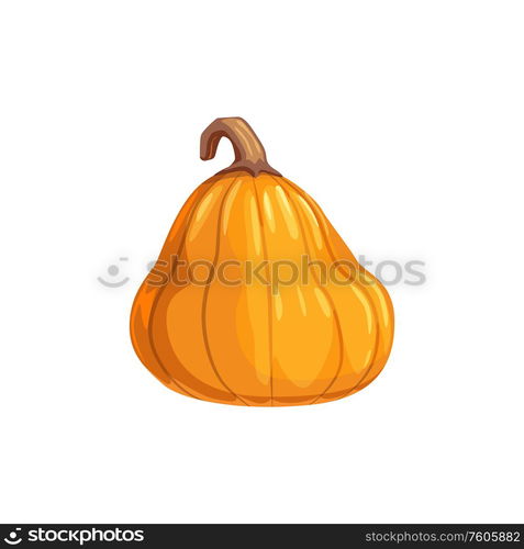 Autumn harvest isolated orange squash, Halloween symbol. Vector fresh vegetable, agriculture product. Pumpkin in realistic design isolated gourd squash