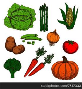 Autumn harvest of orange pumpkin and carrots, juicy red tomato, sweet corn and green peas, healthful onion and broccoli, ripe potatoes, cabbage and asparagus vegetables retro sketch icons. May be use as old fashioned menu or recipe book design. Colorful sketch of autumn fresh vegetables