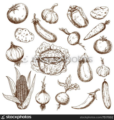 Autumn harvest retro sketches of cabbage, potatoes, tomatoes, heads of garlic, eggplants, onions, corn cob, cucumber, beets, carrot, cayenne and bell peppers vegetables. Agriculture, farming, greengrocer market, vegetarian food theme design usage . Retro sketches of autumn harvest vegetables
