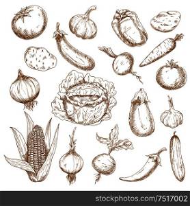 Autumn harvest retro sketches of cabbage, potatoes, tomatoes, heads of garlic, eggplants, onions, corn cob, cucumber, beets, carrot, cayenne and bell peppers vegetables. Agriculture, farming, greengrocer market, vegetarian food theme design usage . Retro sketches of autumn harvest vegetables