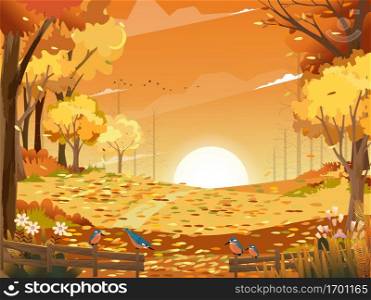 Autumn landscape wonderland forest with grass land, Mid autumn natural in orange foliage, Fall season with beautiful panoramic view with sunset behind mountain and maples leaves falling from trees