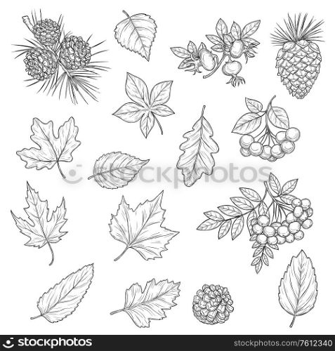 Autumn leaf and fruit sketches. Vector fall leaves of maple tree, oak and birch, chestnut foliage, october acorn, rowan and briar berries, branches with pinecone and needles, nature season themes. Autumn leaf of maple and oak, fall acorn and rowan