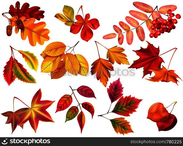 Autumn leaf. Maple fall leaves, fallen foliage and autumnal nature leafage. September oak, acorn or elm dry leaf, autumn forest golden fall. Realistic isolated icons vector set. Autumn leaf. Maple fall leaves, fallen foliage and autumnal nature leafage realistic vector set