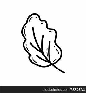 Autumn leaf of tree. Fall icon. Vector doodle illustration. Sketch.