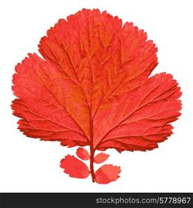 Autumn leaf on white background. Vector illustration.