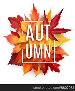 Autumn leaf poster with fall season foliage vector image