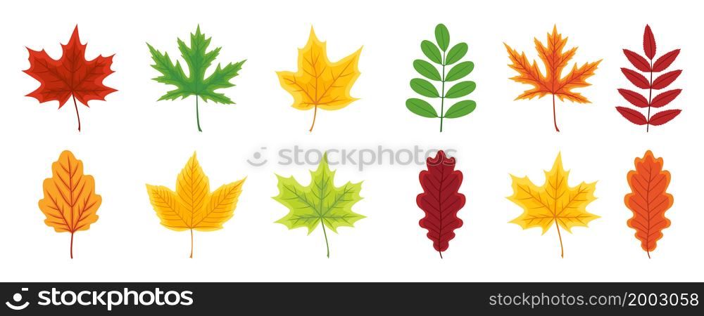 Autumn leaf. Set of autumn leaves of maple, oak, beech, birch and chestnut. Yellow, orange, red, green, brown color of leaves. Foliage from tree isolated on white background. Icon of forest. Vector.. Autumn leaf. Set of autumn leaves of maple, oak, beech, birch and chestnut. Yellow, orange, red, green, brown color of leaves. Foliage from tree isolated on white background. Icon of forest. Vector