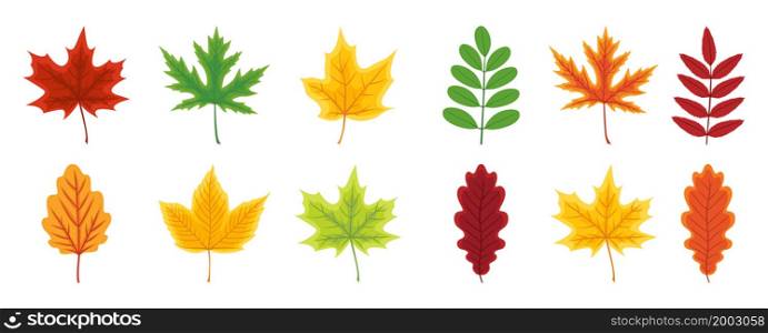 Autumn leaf. Set of autumn leaves of maple, oak, beech, birch and chestnut. Yellow, orange, red, green, brown color of leaves. Foliage from tree isolated on white background. Icon of forest. Vector.. Autumn leaf. Set of autumn leaves of maple, oak, beech, birch and chestnut. Yellow, orange, red, green, brown color of leaves. Foliage from tree isolated on white background. Icon of forest. Vector