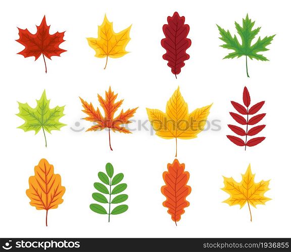 Autumn leaf. Set of autumn leaves of maple, oak, beech, birch andchestnut. Yellow, orange, red, green and brown color of leaves. Foliage from tree isolated on white background. Icon of forest. Vector.. Autumn leaf. Set of autumn leaves of maple, oak, beech, birch andchestnut. Yellow, orange, red, green and brown color of leaves. Foliage from tree isolated on white background. Icon of forest. Vector