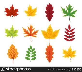 Autumn leaf. Set of autumn leaves of maple, oak, beech, birch andchestnut. Yellow, orange, red, green and brown color of leaves. Foliage from tree isolated on white background. Icon of forest. Vector.. Autumn leaf. Set of autumn leaves of maple, oak, beech, birch andchestnut. Yellow, orange, red, green and brown color of leaves. Foliage from tree isolated on white background. Icon of forest. Vector