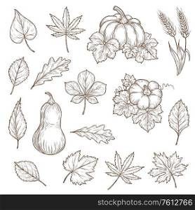 Autumn leaves and pumpkins isolated vector sketch icons. Fall foliage set of engraved maple, oak or birch and poplar, beech or elm and aspen autumn detailed tree leaves, engraving hand drawn sketch. Autumn leaves and pumpkins vector sketch icons